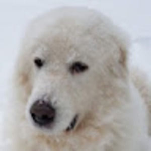 Meet your Posher, Coky